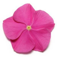 Pacifica XP Deep Orchid Vinca